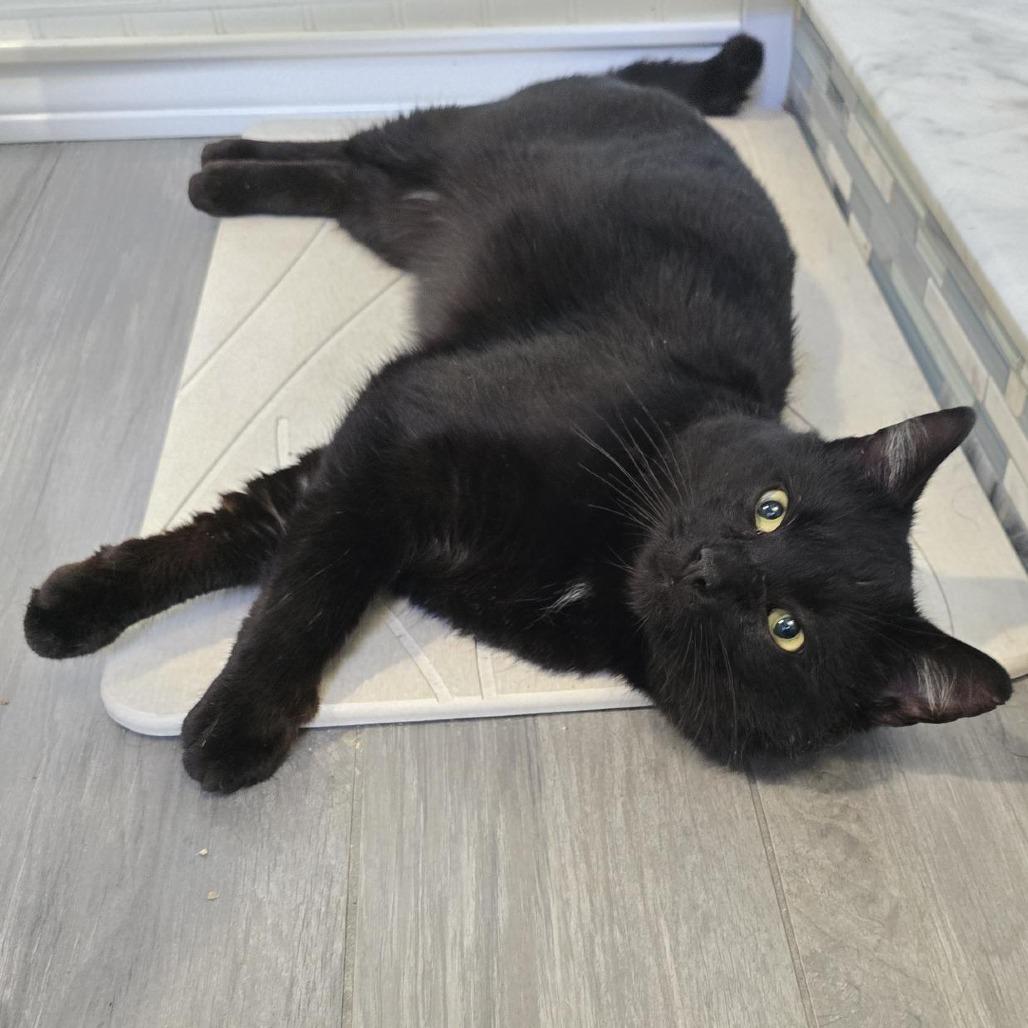 Enlarge Chatterbox, a Adoptable Domestic Short Hair in Danbury, CT image 3/5