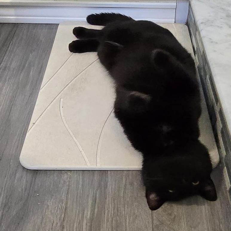 Enlarge Chatterbox, a Adoptable Domestic Short Hair in Danbury, CT image 4/5