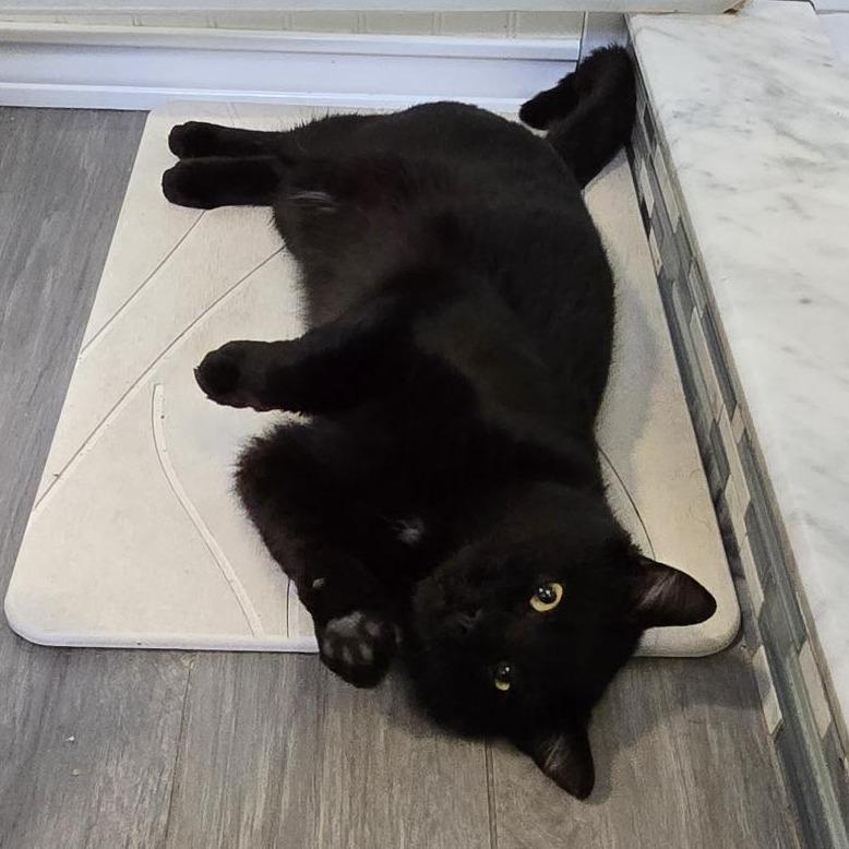 Enlarge Chatterbox, a Adoptable Domestic Short Hair in Danbury, CT image 5/5