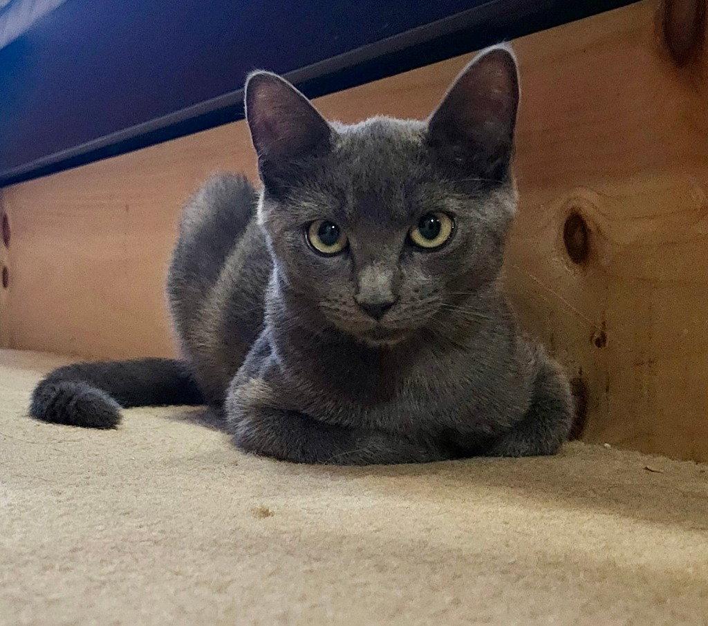 Felicity, Adoptable, Young Female Domestic Short Hair.