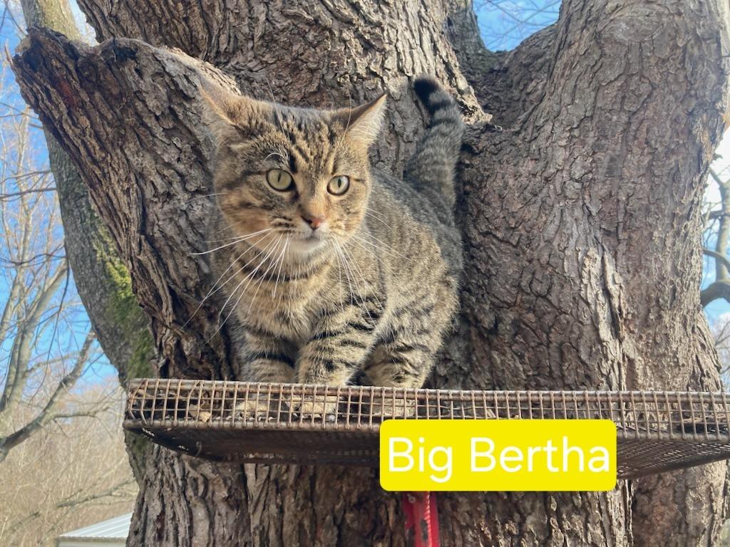Enlarge Coco NKA Big Bertha, a Adoptable mixed breed in Olney, IL image 3/3