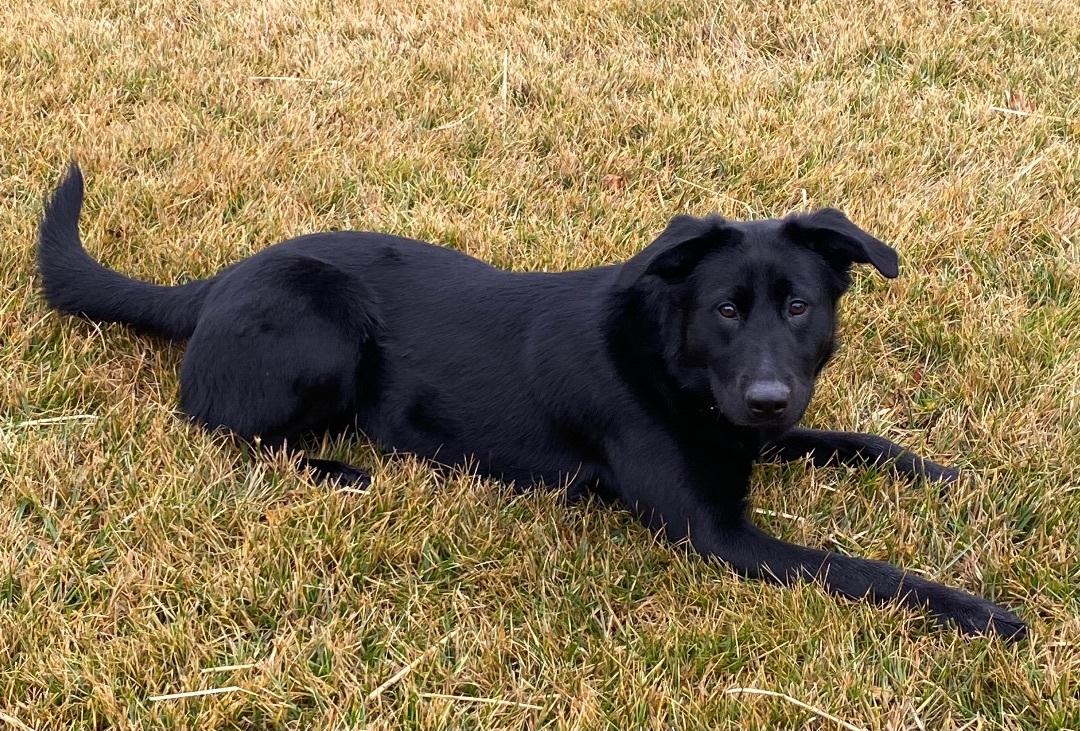 Enlarge Molly, a Adopted mixed breed in Union City, IN image 1/8