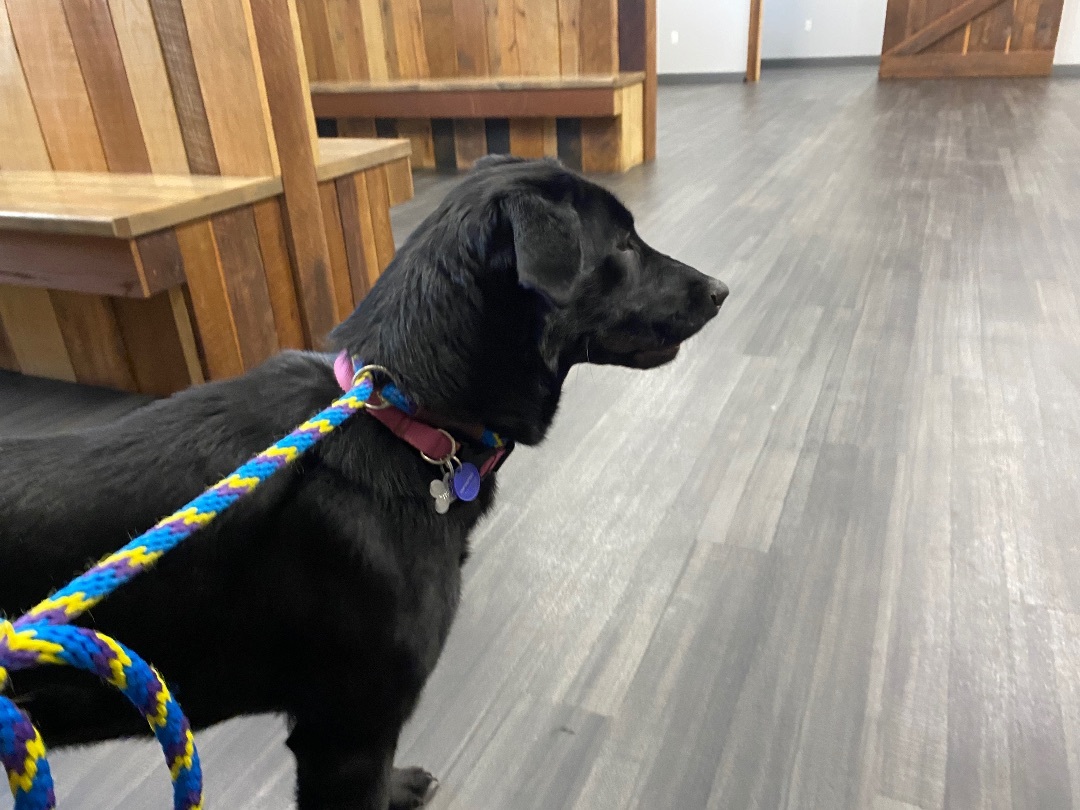 Enlarge Molly, a Adopted mixed breed in Union City, IN image 2/8