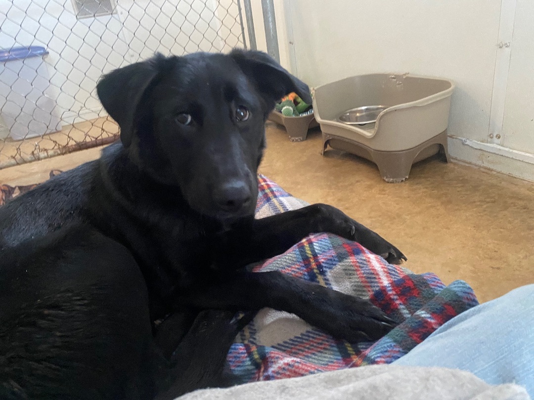 Enlarge Molly, a Adopted mixed breed in Union City, IN image 3/8