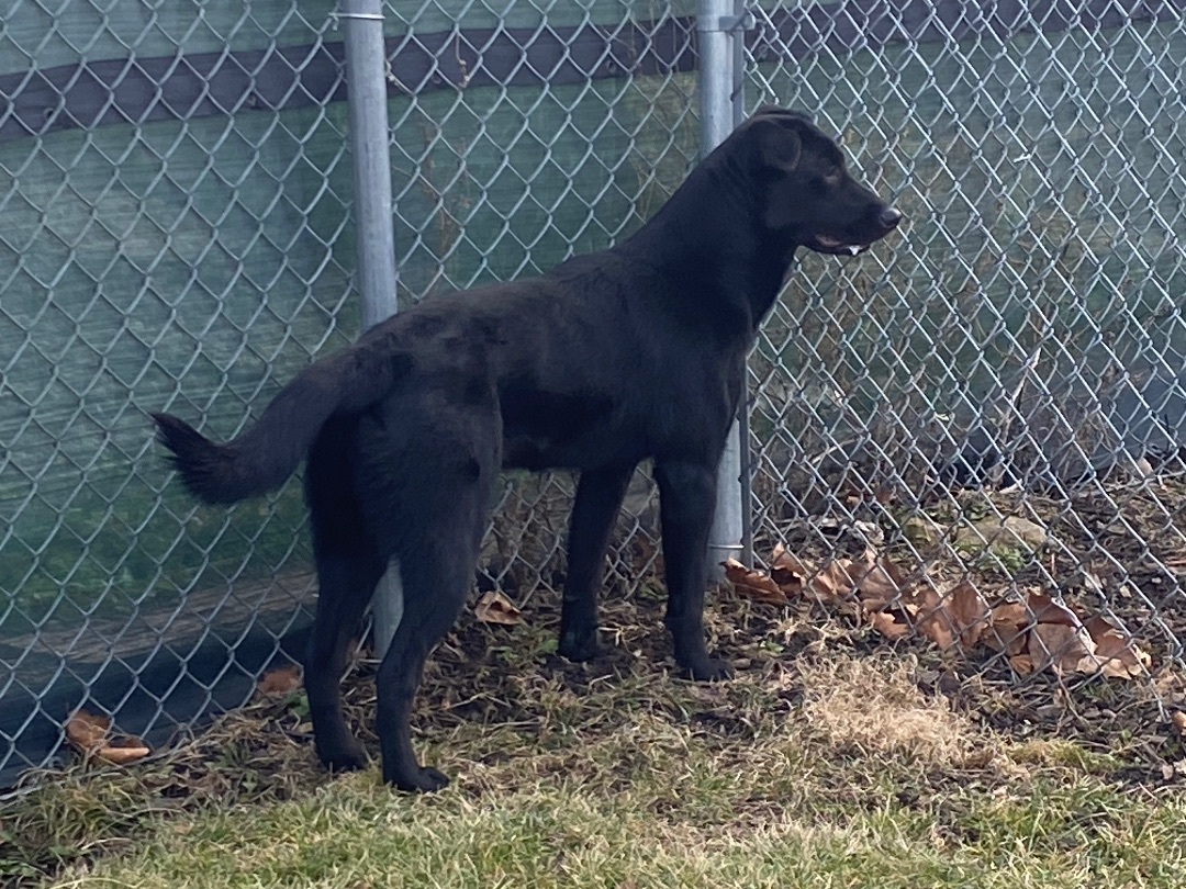 Molly, Adopted, Young Female Labrador Retriever & Shepherd.