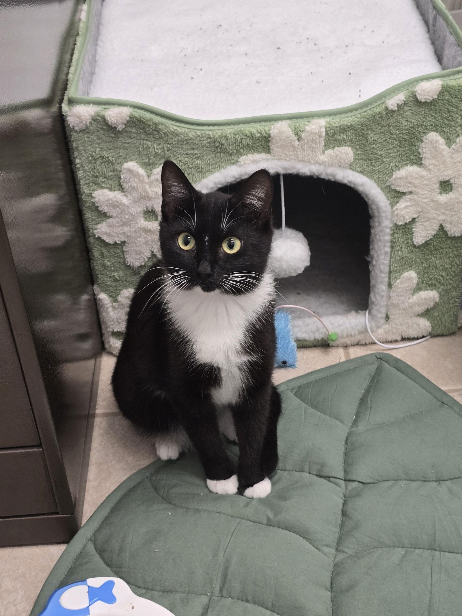 Enlarge Libby, a Adoptable mixed breed in Locust Grove, GA image 3/3