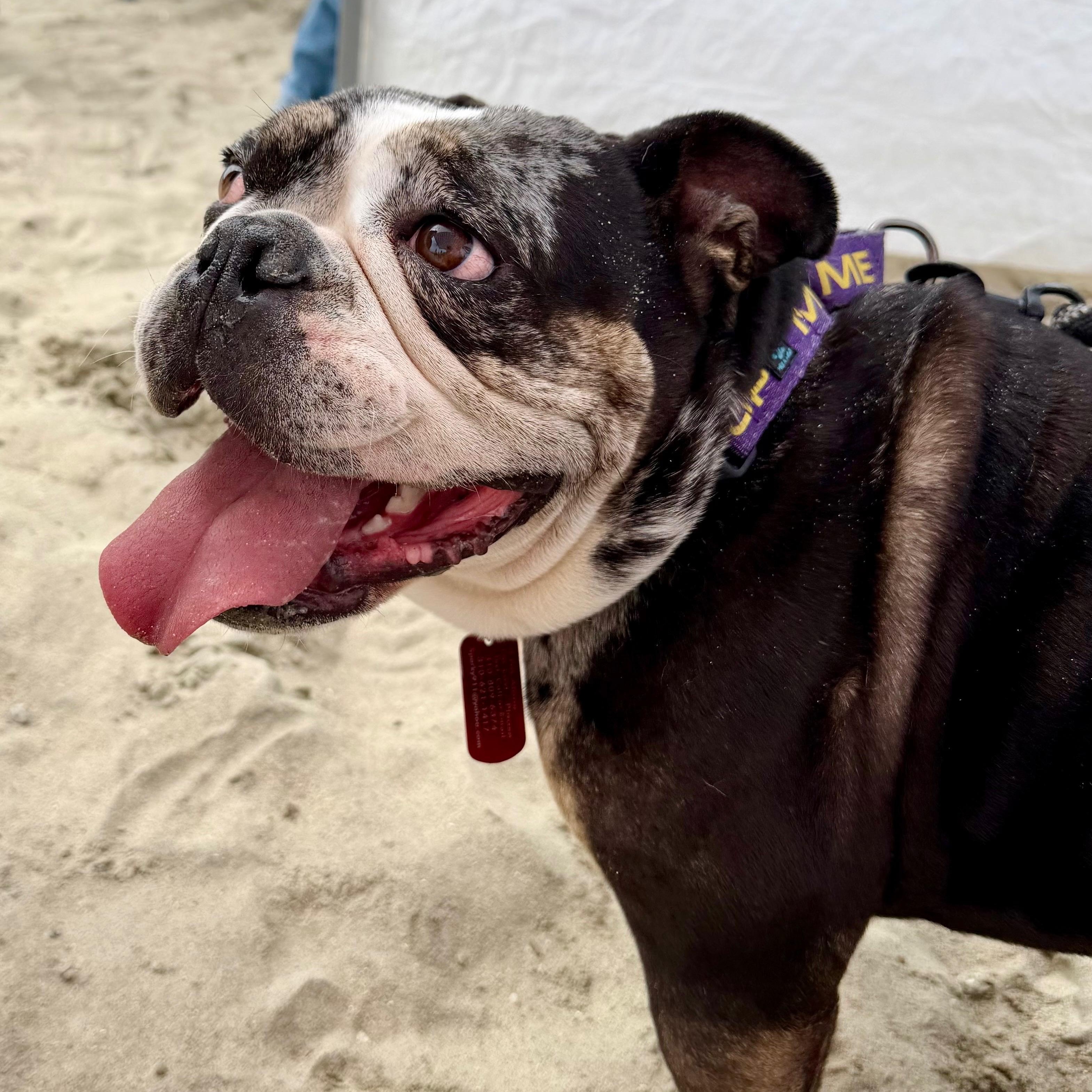 Enlarge Ms. Sweet Marla, a Adoptable English Bulldog in Vancouver, BC image 4/5