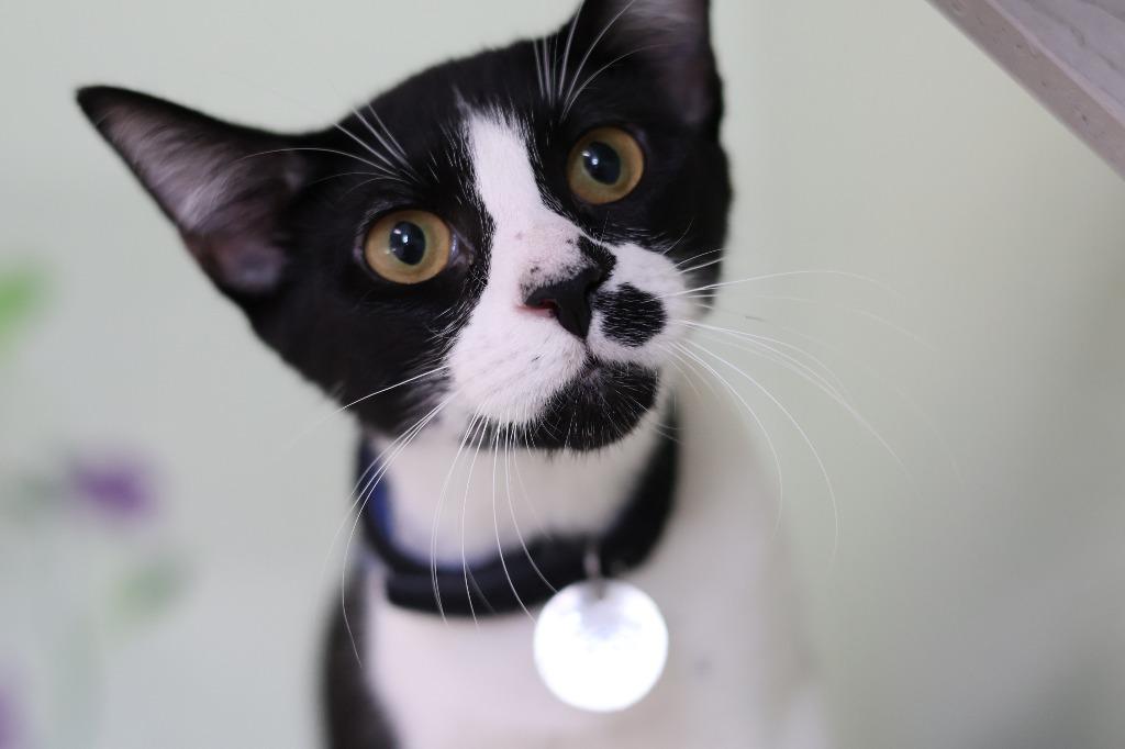 Enlarge Jester, a Adoptable mixed breed in Hot Springs, AR image 3/4