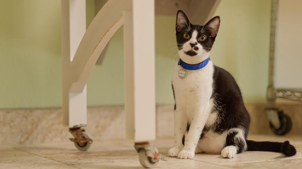 Enlarge Jester, a Adoptable mixed breed in Hot Springs, AR image 4/4