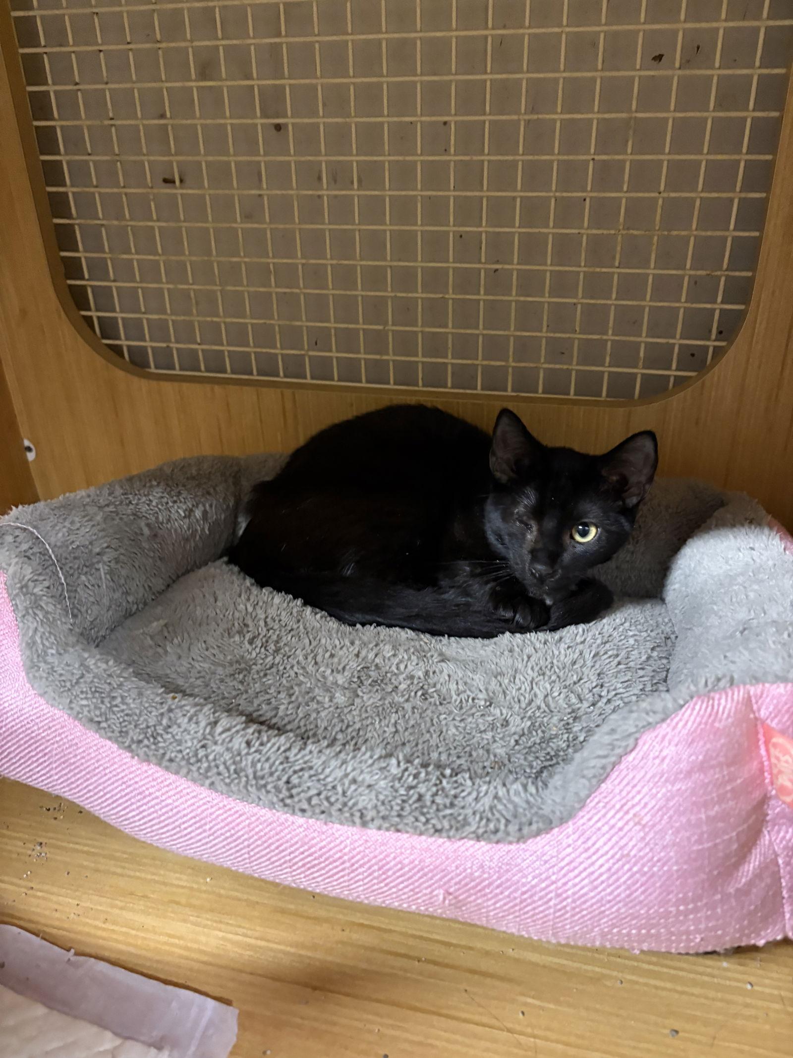 Jack    (th), Adoptable, Kitten Male Domestic Short Hair.