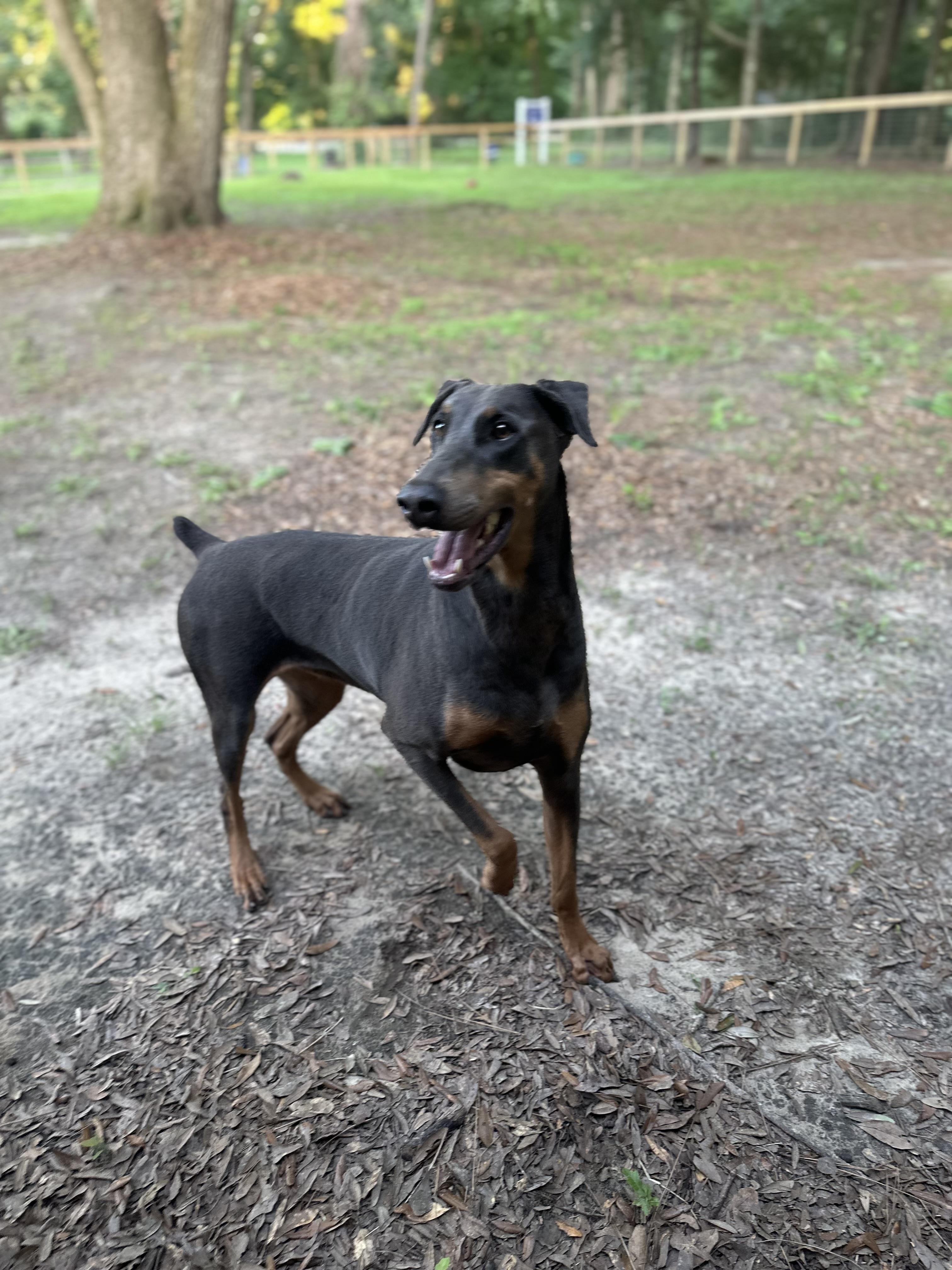 Enlarge Star, a Adopted Doberman Pinscher in Parrish, FL image 1/3