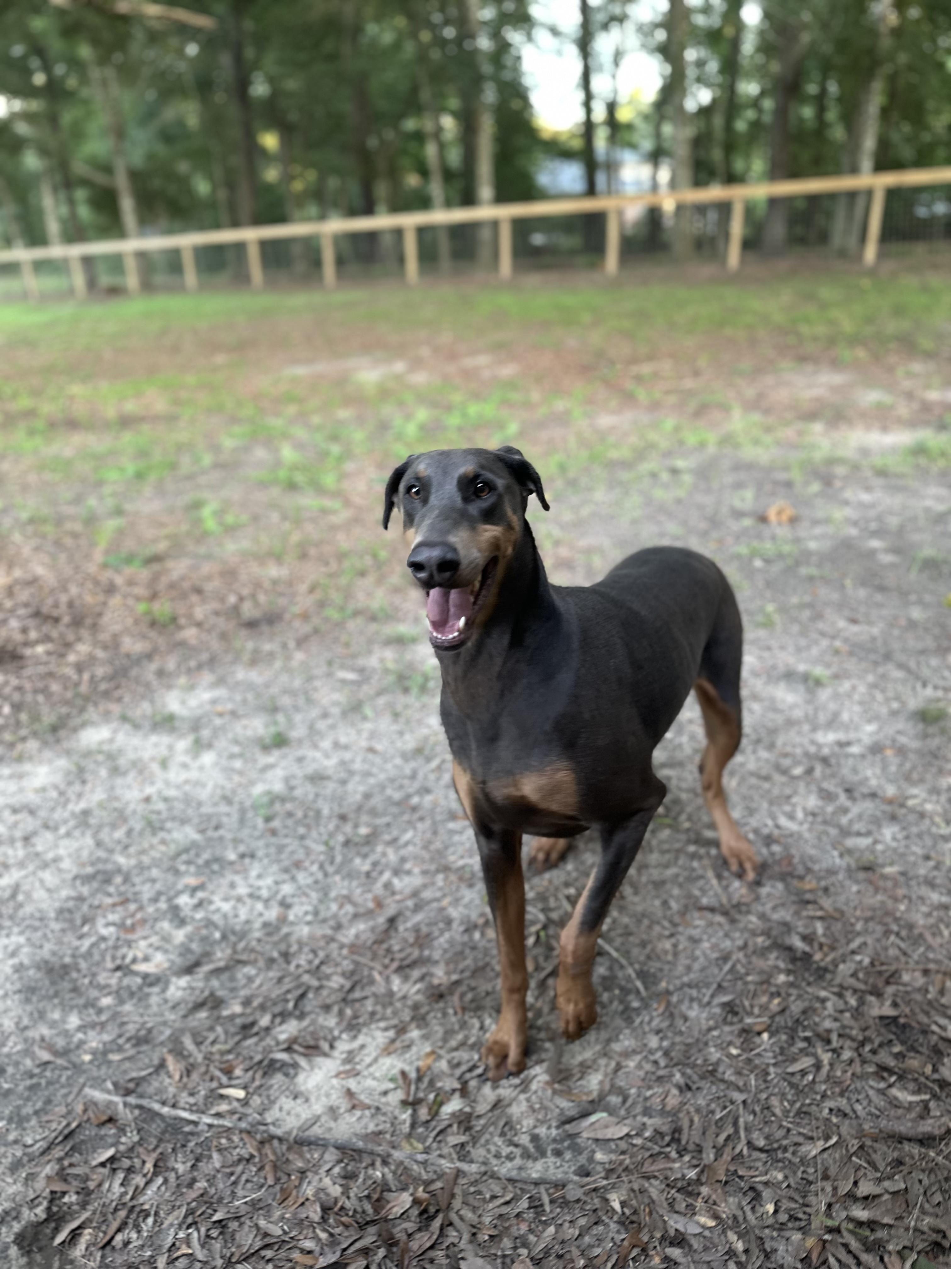 Enlarge Star, a Adopted Doberman Pinscher in Parrish, FL image 2/3