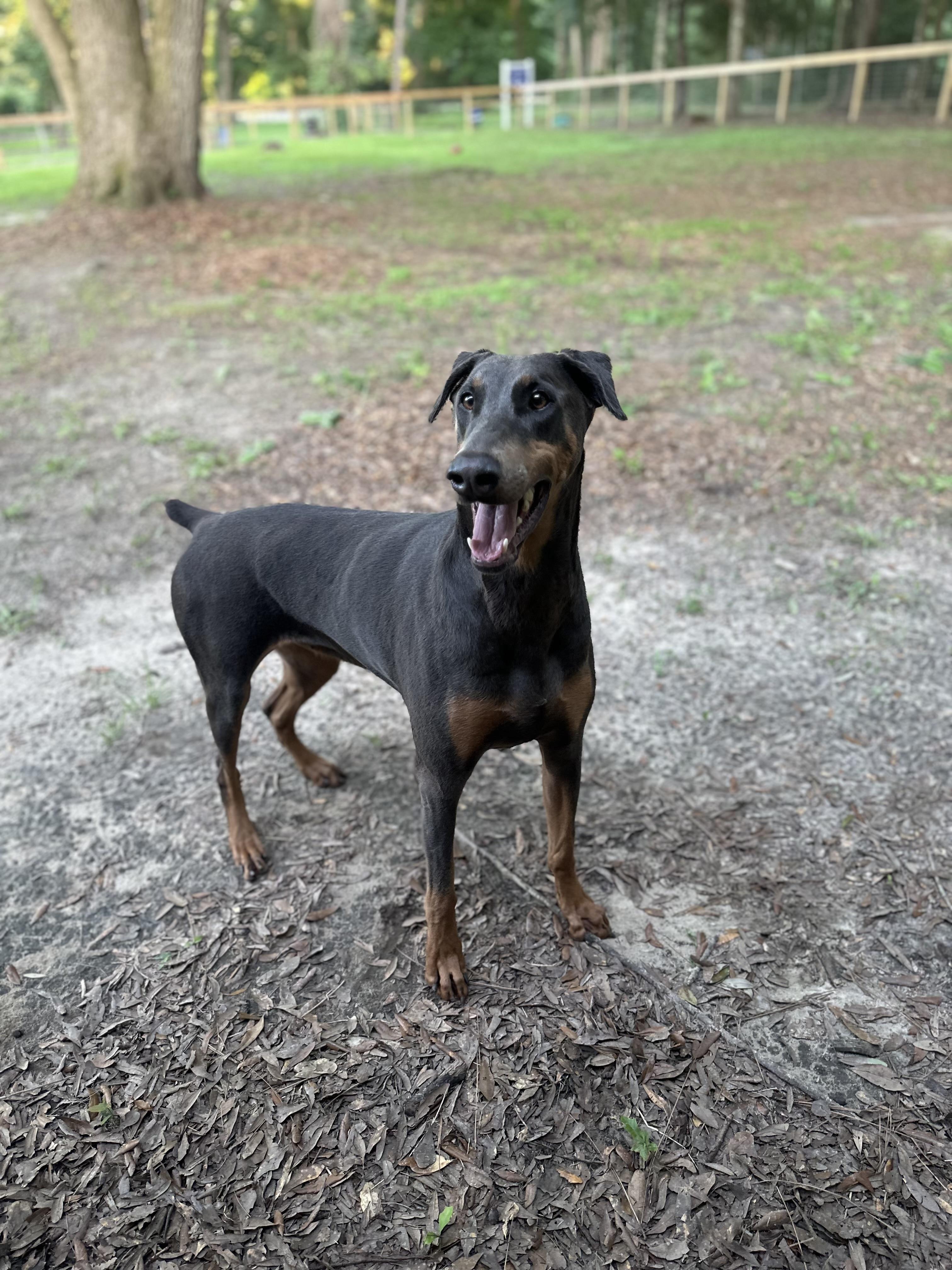 Enlarge Star, a Adopted Doberman Pinscher in Parrish, FL image 3/3