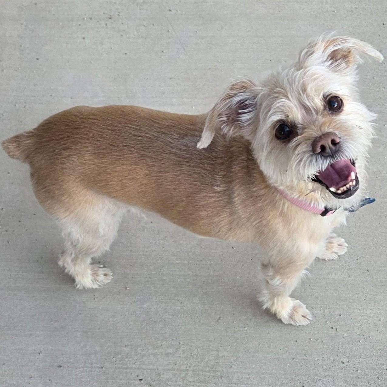 DAISY, ADOPTABLE, Senior Female Yorkshire Terrier.