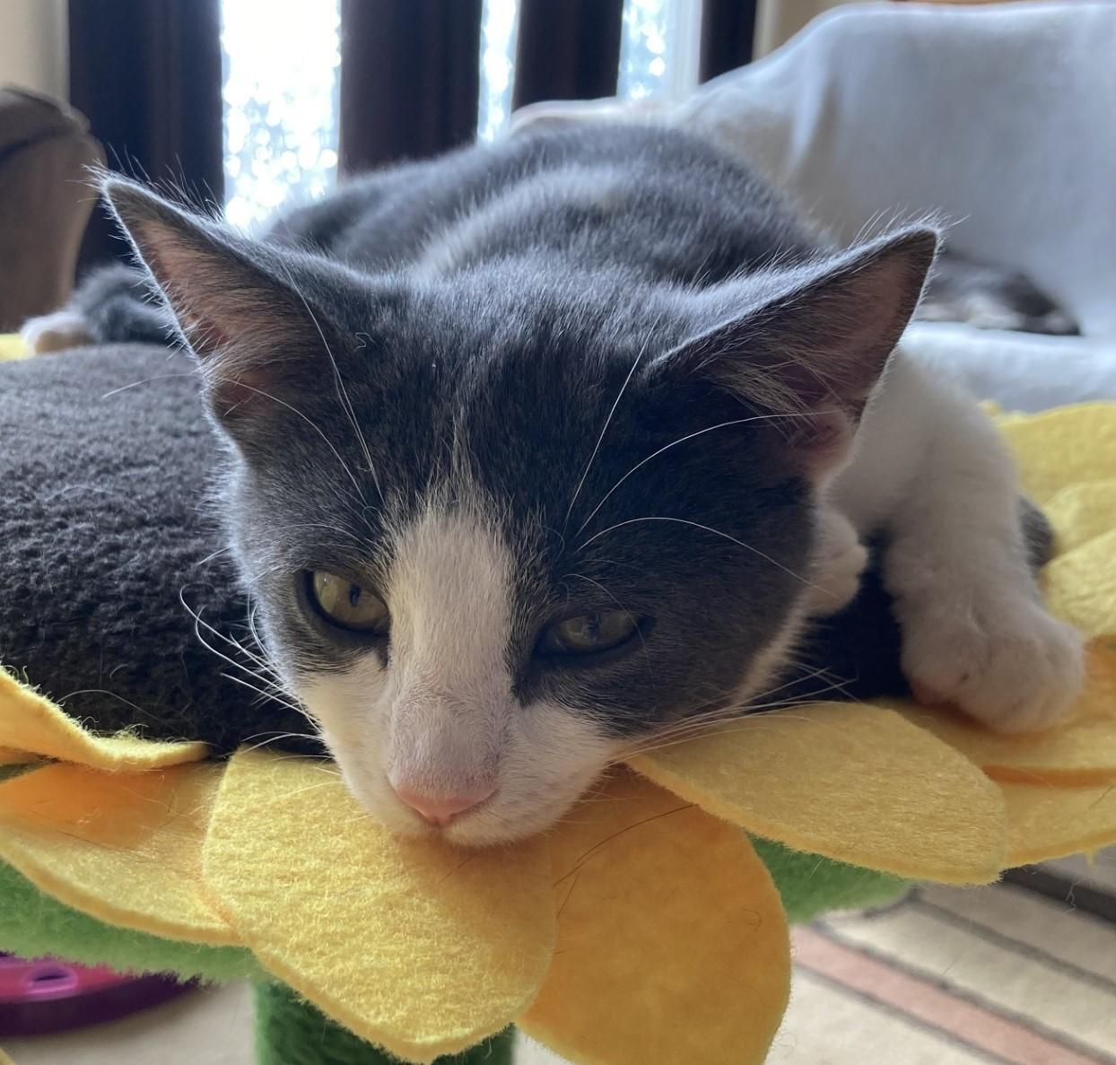 Ava, Adoptable, Kitten Female American Shorthair.