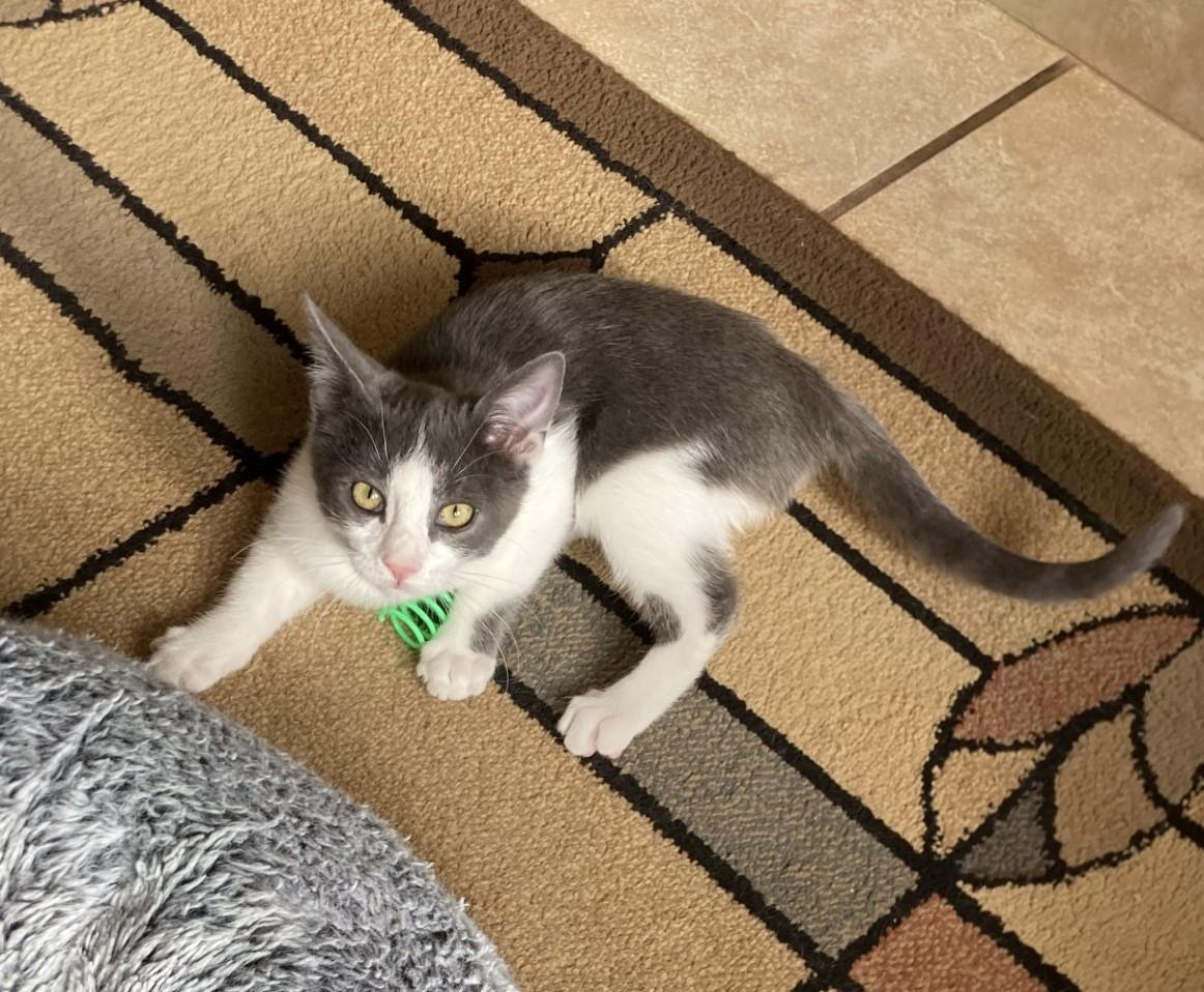 Ava, a Adoptable American Shorthair in Merced, CA image 4/6