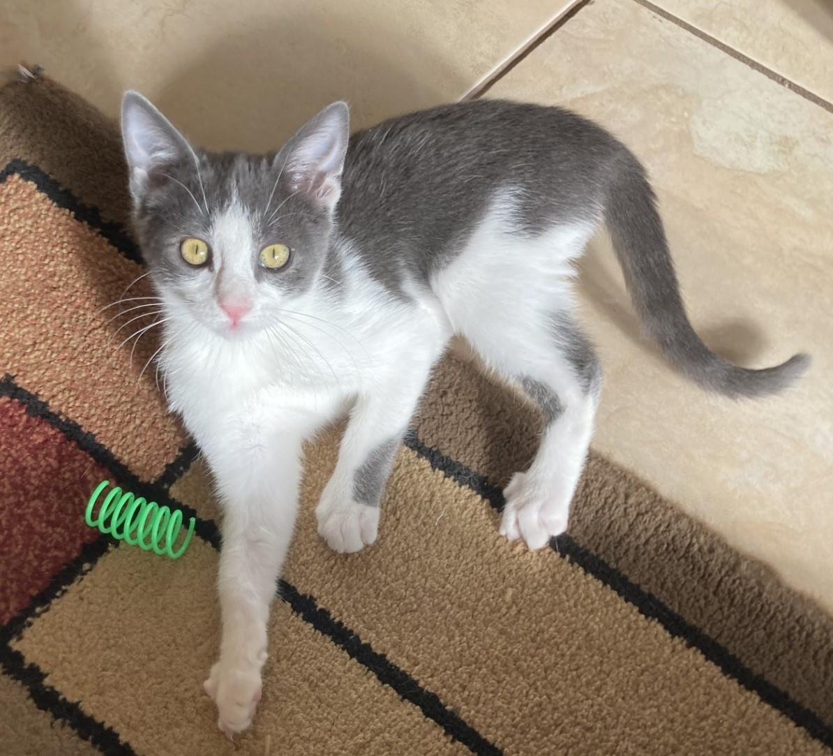 Ava, a Adoptable American Shorthair in Merced, CA image 2/6