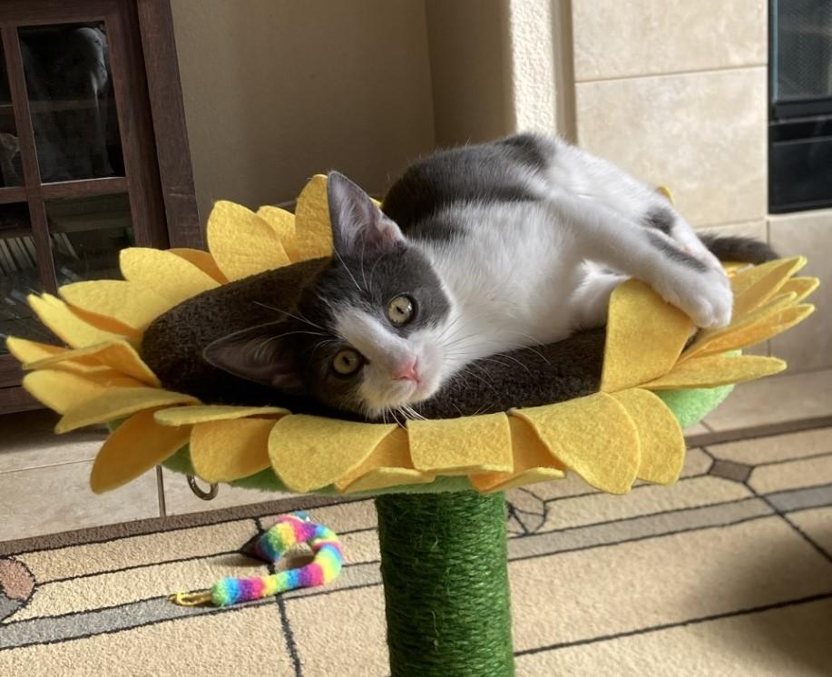 Ava, a Adoptable American Shorthair in Merced, CA image 1/6