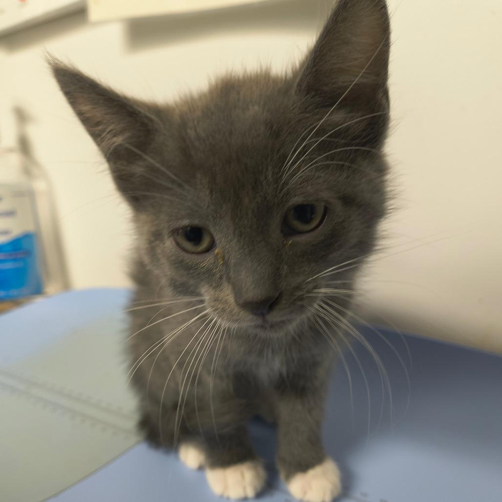 Chloe, Adoptable, Kitten Female Domestic Short Hair & Domestic Short Hair.