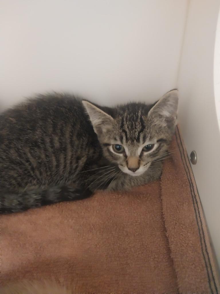 Flop, Adoptable, Kitten Male Domestic Short Hair.