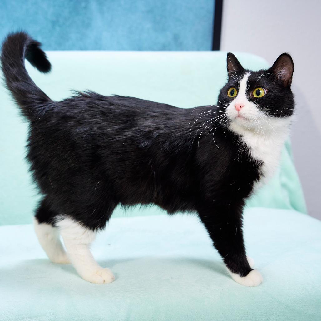 Miss Molly, a Adoptable Domestic Short Hair in Chaska, MN image 1/6