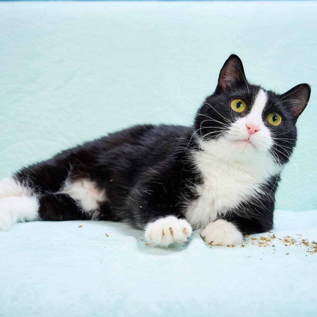 Miss Molly, a Adoptable Domestic Short Hair in Chaska, MN image 2/6