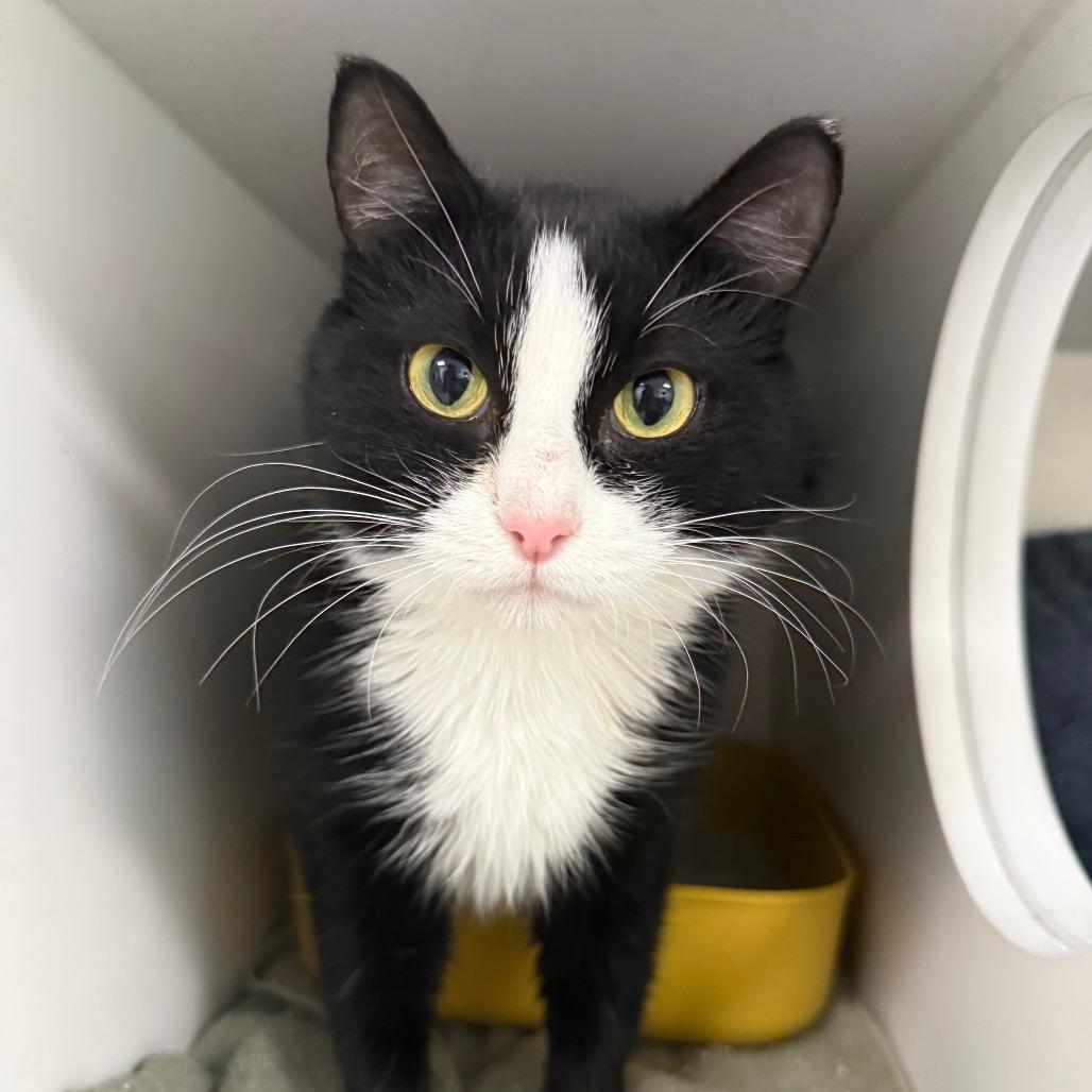 Miss Molly, a Adoptable Domestic Short Hair in Chaska, MN image 1/4