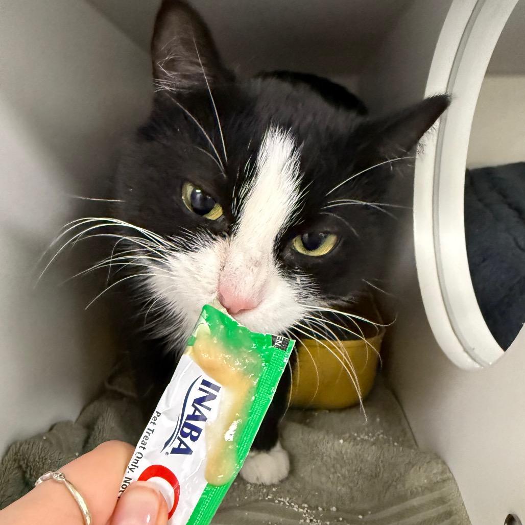 Miss Molly, a Adoptable Domestic Short Hair in Chaska, MN image 2/4