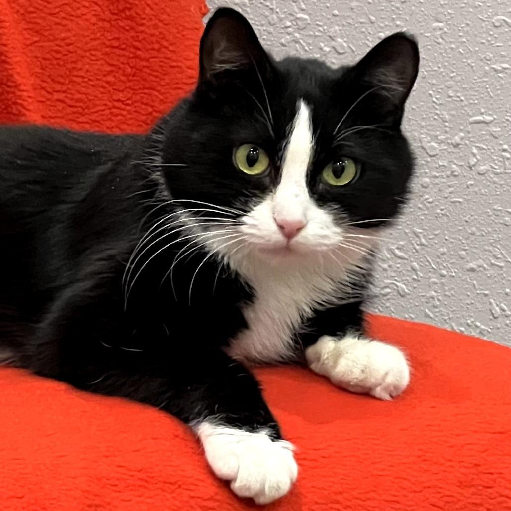 Miss Molly, a Adoptable Domestic Short Hair in Chaska, MN image 3/4