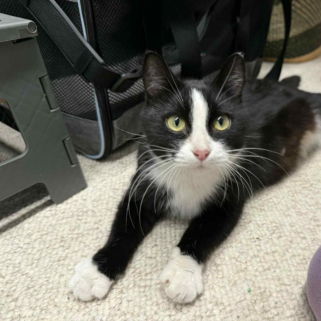 Miss Molly, a Adoptable Domestic Short Hair in Chaska, MN image 4/4