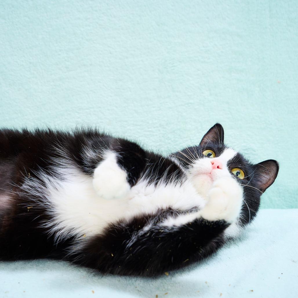 Miss Molly, a Adoptable Domestic Short Hair in Chaska, MN image 5/6