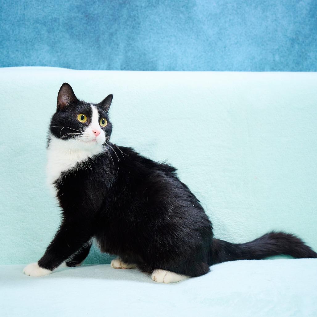 Miss Molly, a Adoptable Domestic Short Hair in Chaska, MN image 6/6