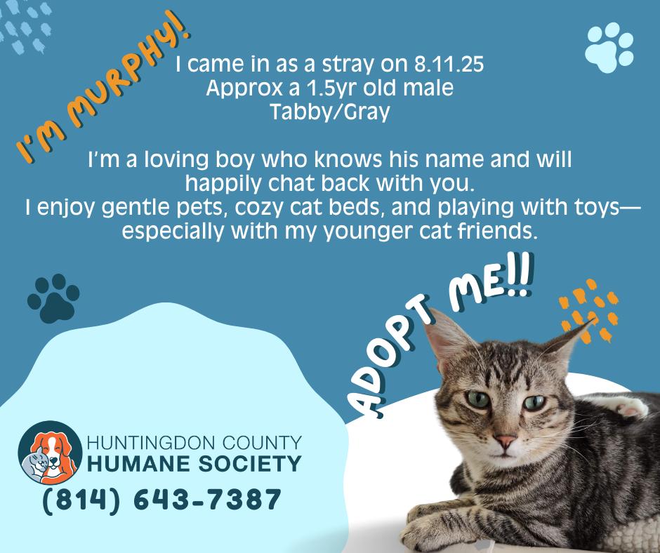 Murphy, ADOPTABLE, Young Male Domestic Short Hair.