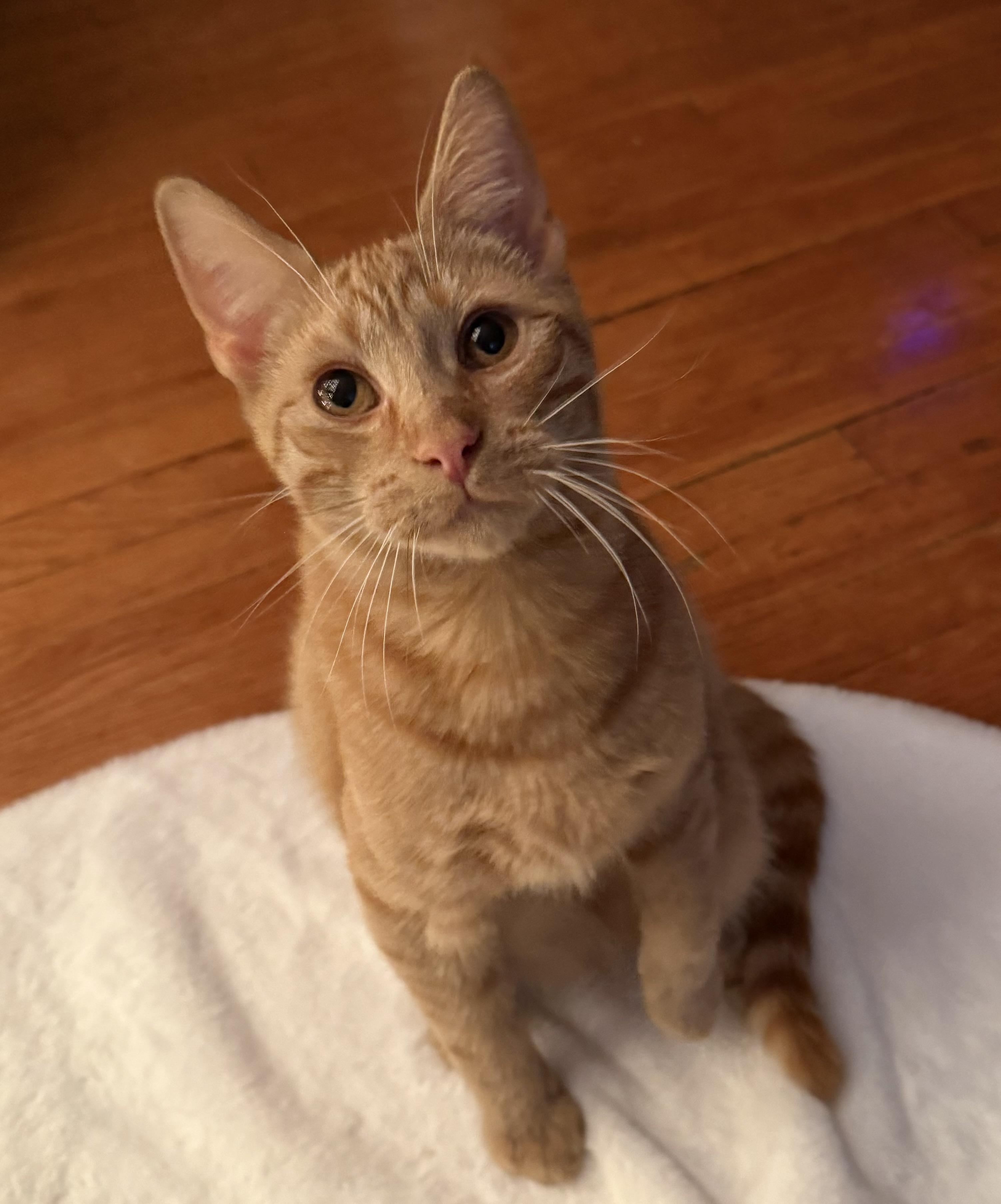 Bryce, Adoptable, Young Male Domestic Short Hair.