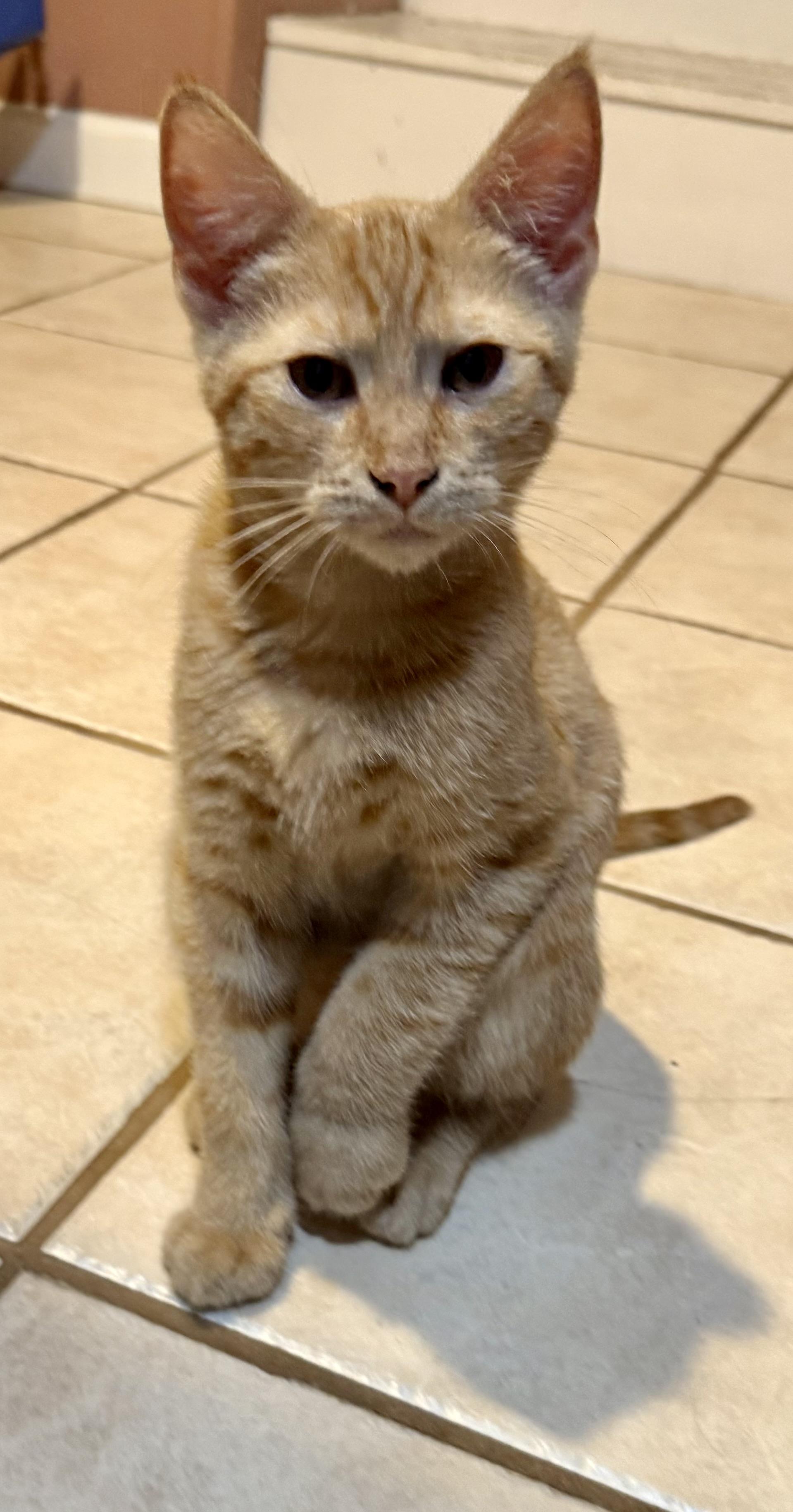 Bryce, a Adoptable Domestic Short Hair in Bethel Park, PA image 2/3