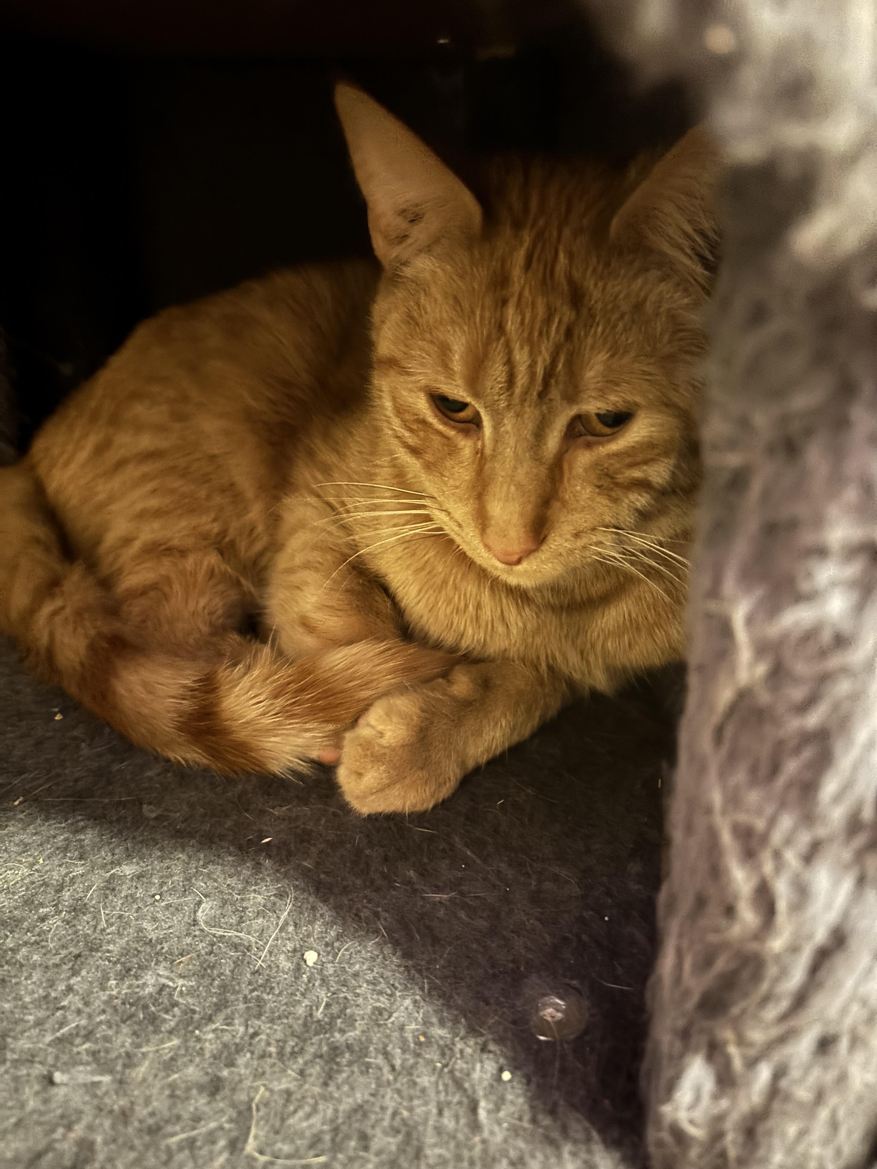 Bryce, a Adoptable Domestic Short Hair in Bethel Park, PA image 3/3