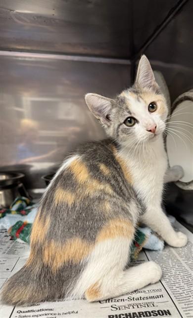 Enlarge BOBBI, a Adoptable mixed breed in Cookeville, TN image 1/1