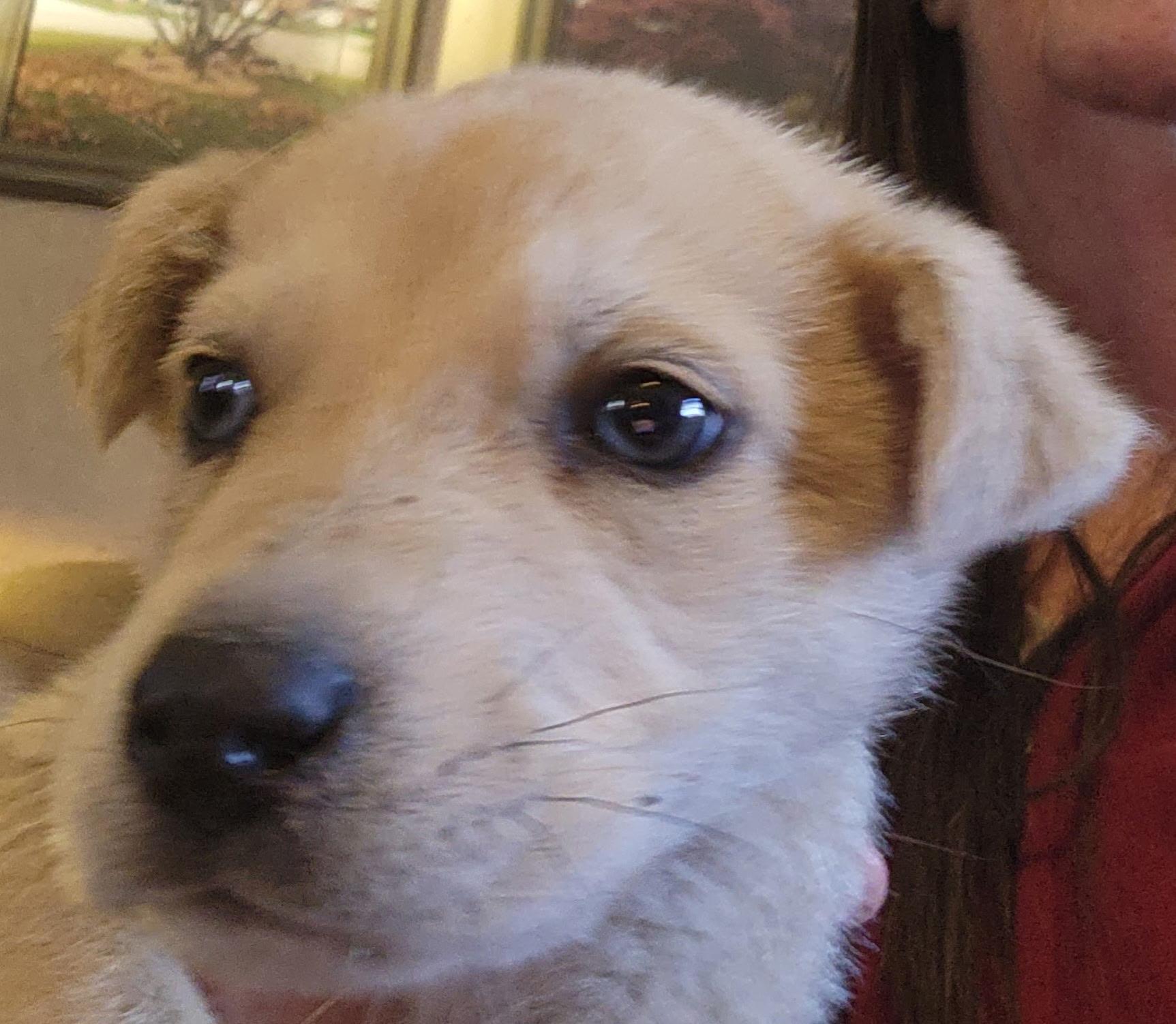 Bentley — thumbnail 4