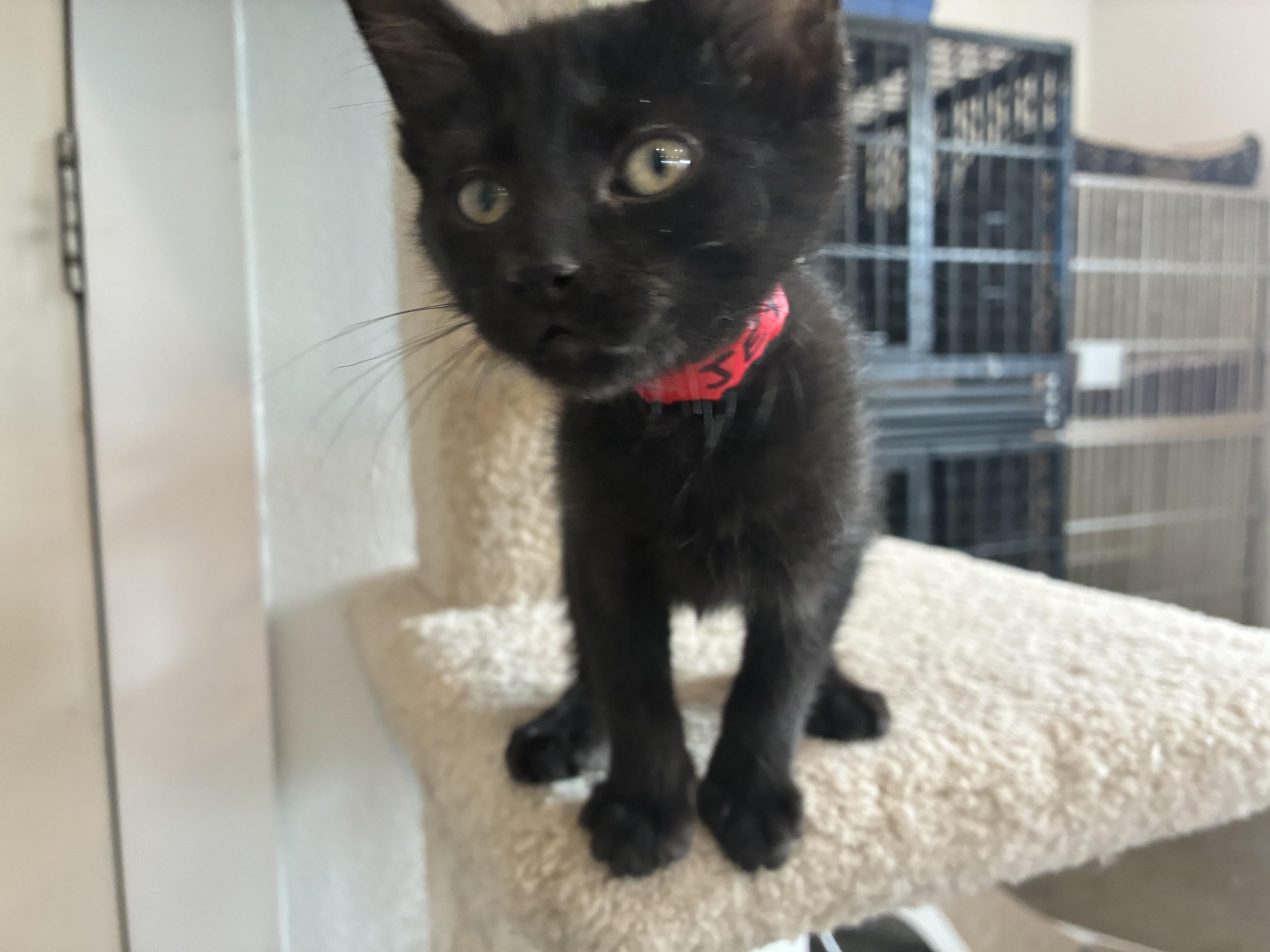 Jett, ADOPTABLE, Kitten Female Domestic Medium Hair.