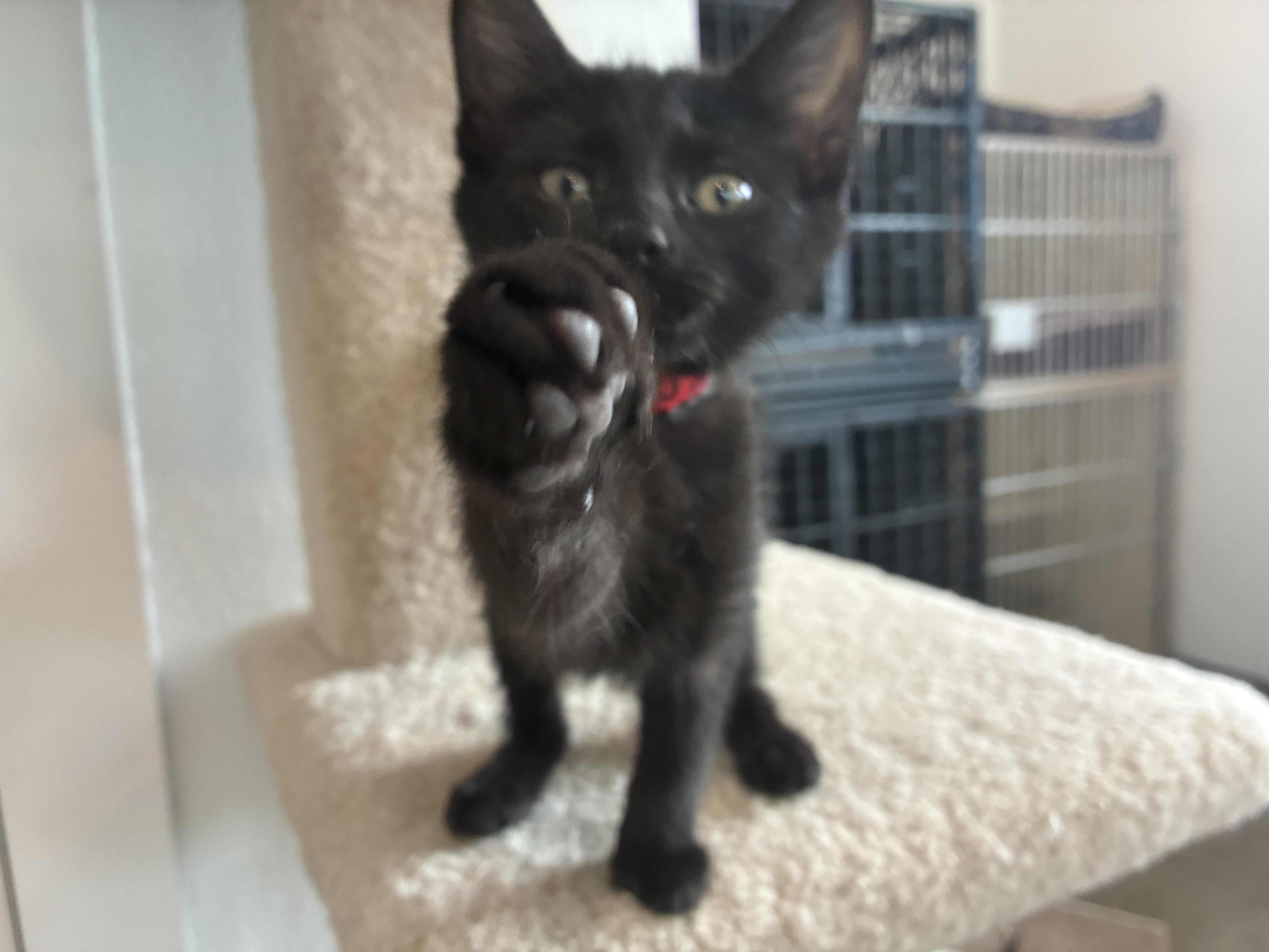 Jett, a ADOPTABLE Domestic Medium Hair in Bonners Ferry, ID image 2/3