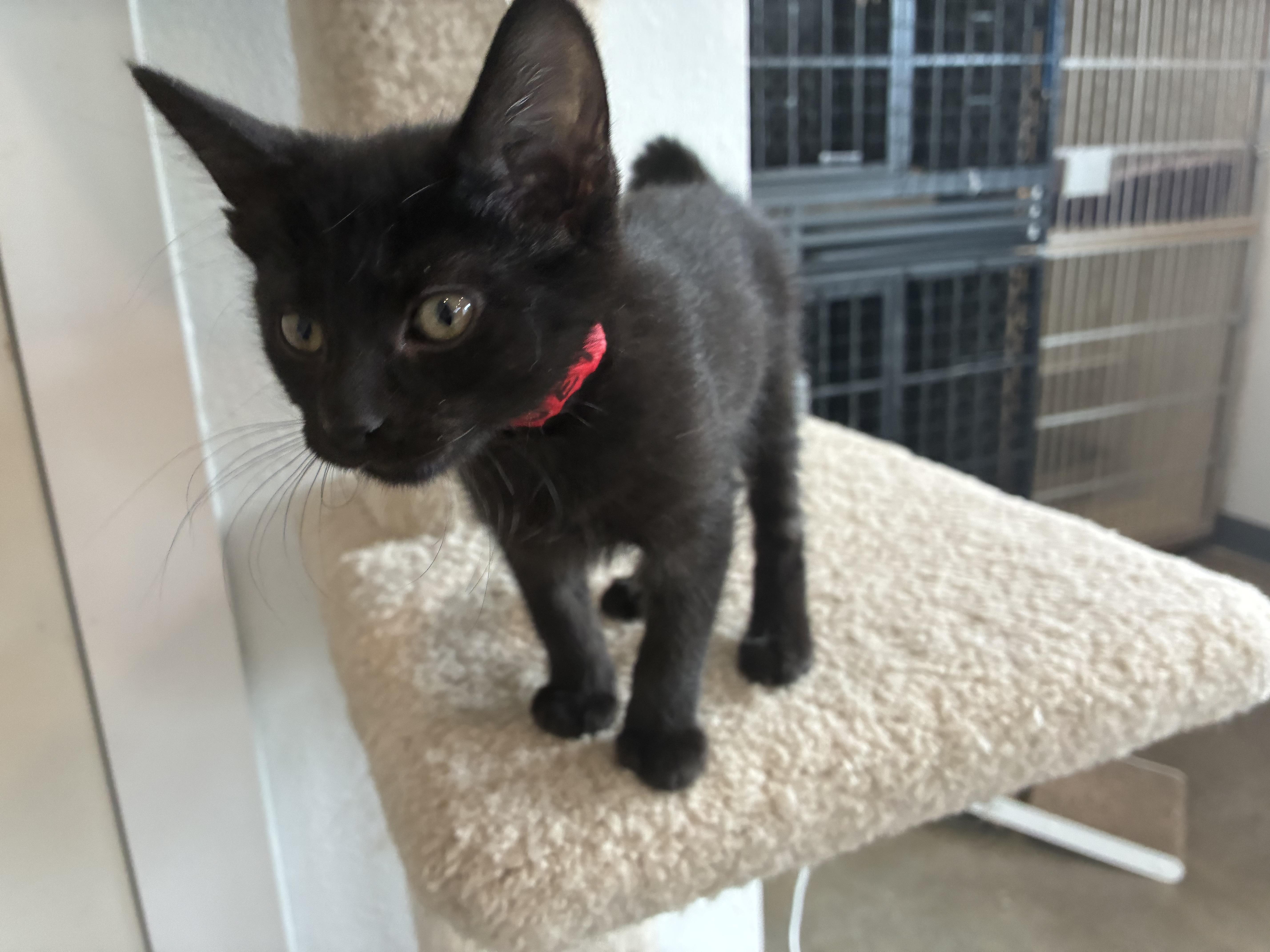 Jett, a ADOPTABLE Domestic Medium Hair in Bonners Ferry, ID image 3/3