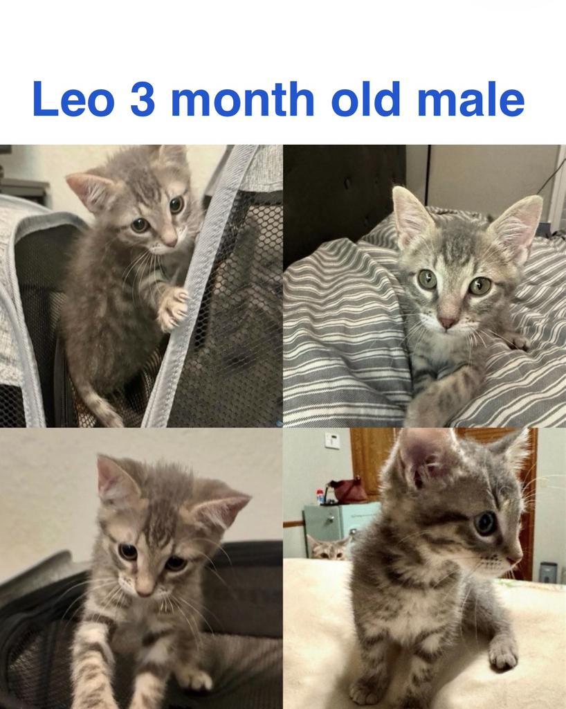 Leo, Adoptable, Kitten Male Domestic Short Hair.