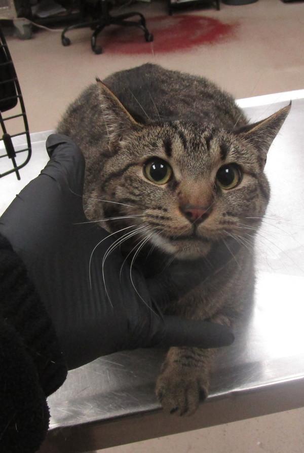 Toby(622), Adoptable, Adult Male Domestic Short Hair.