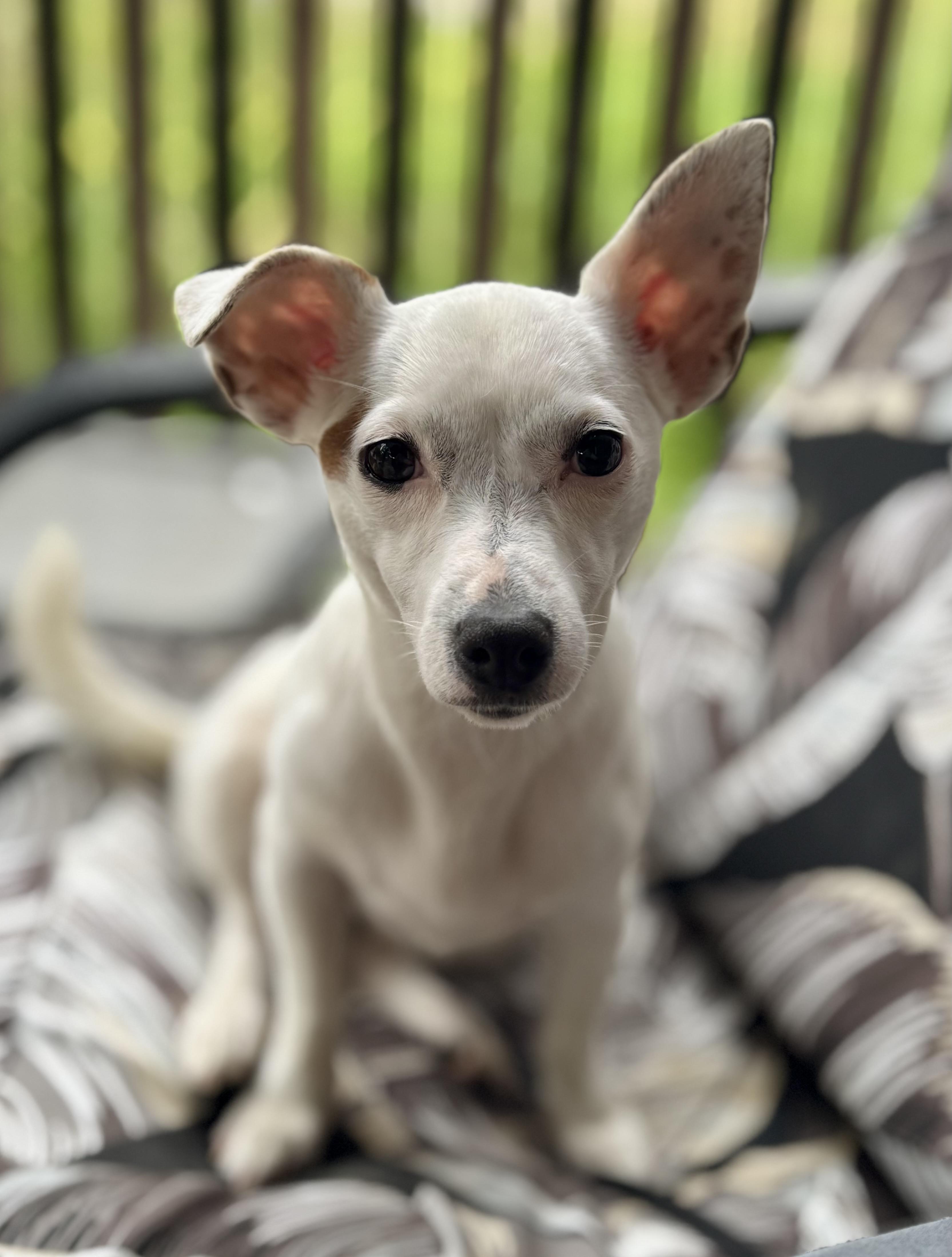Skye, ADOPTABLE, Young Female Rat Terrier.