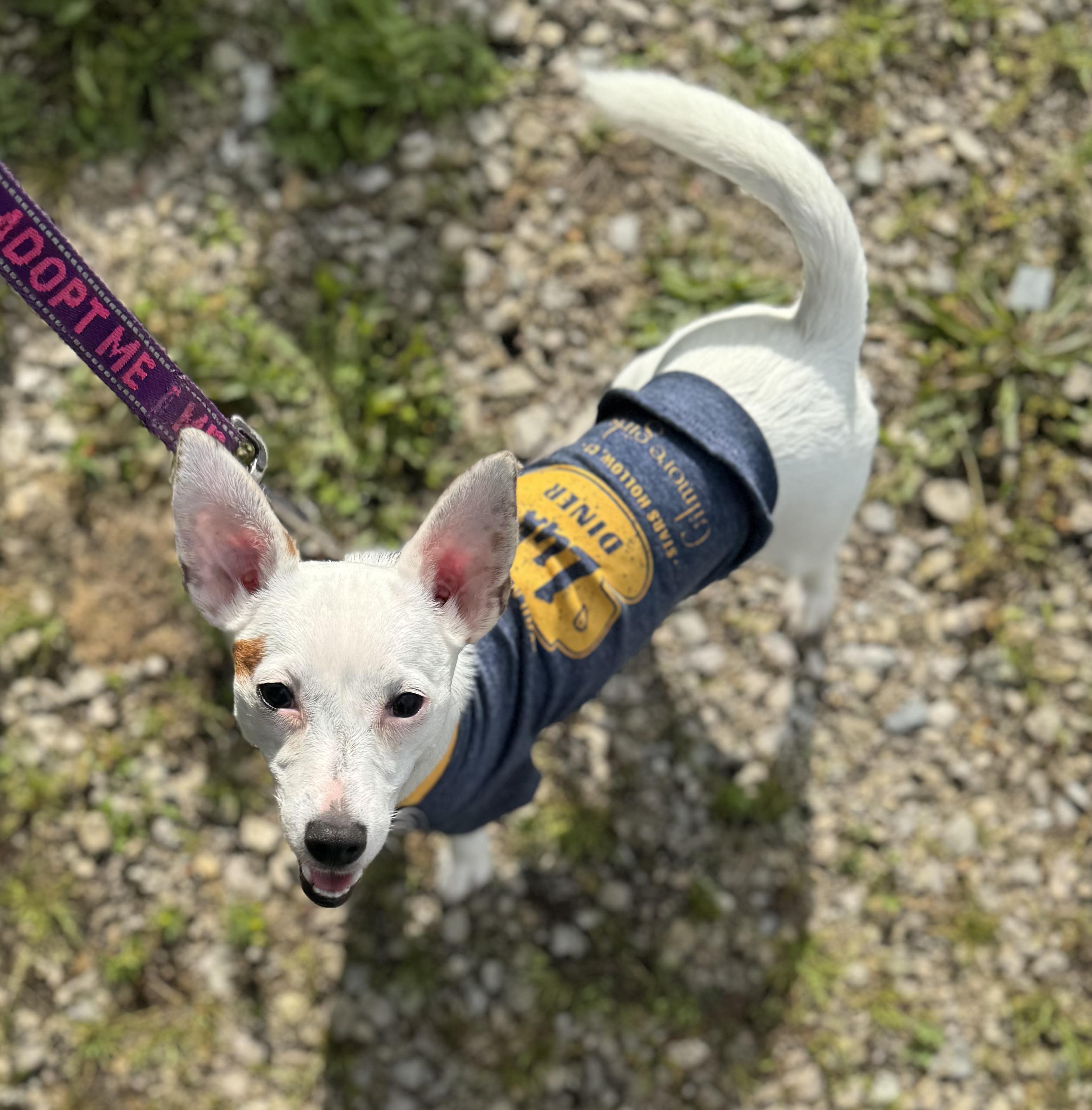 Skye, ADOPTABLE, Young Female Rat Terrier.