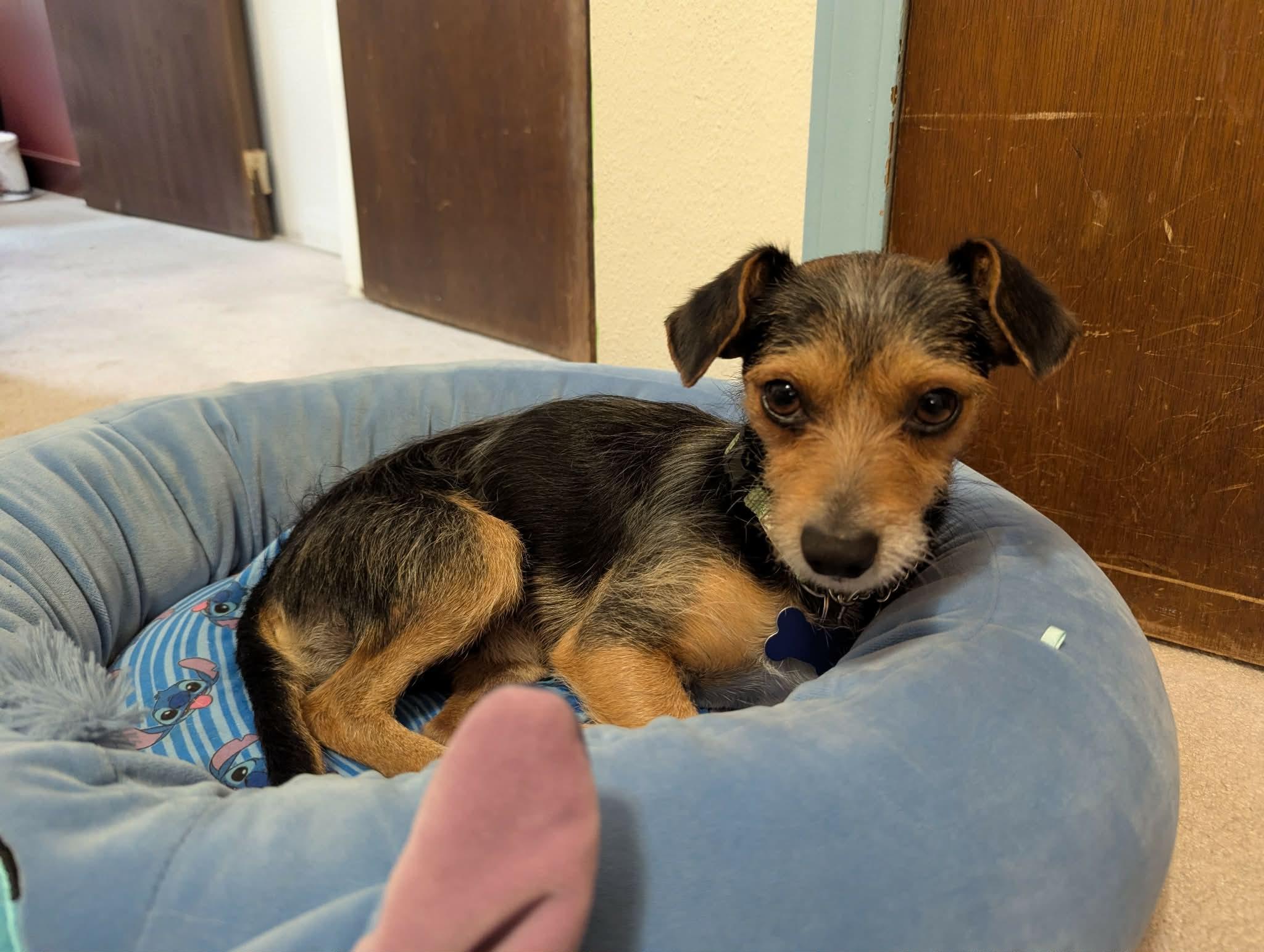 Enlarge Sullivan, a ADOPTABLE mixed breed in Fort Collins, CO image 4/5