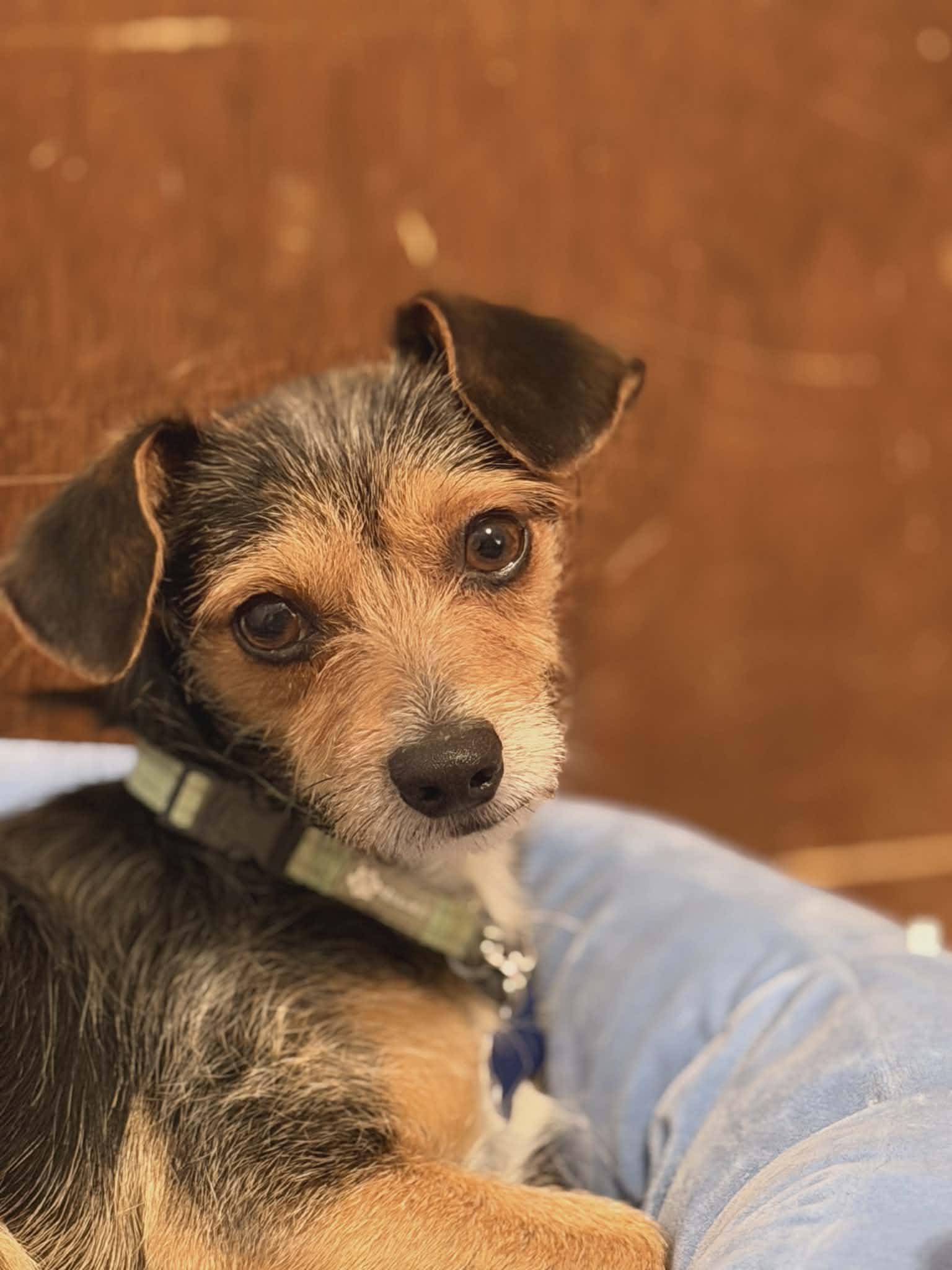 Enlarge Sullivan, a ADOPTABLE mixed breed in Fort Collins, CO image 2/5