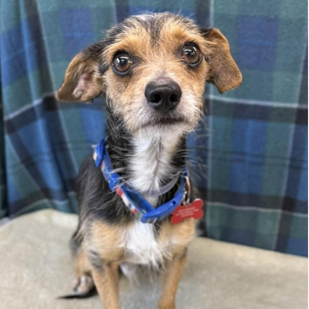 Enlarge Sullivan, a ADOPTABLE mixed breed in Fort Collins, CO image 3/5