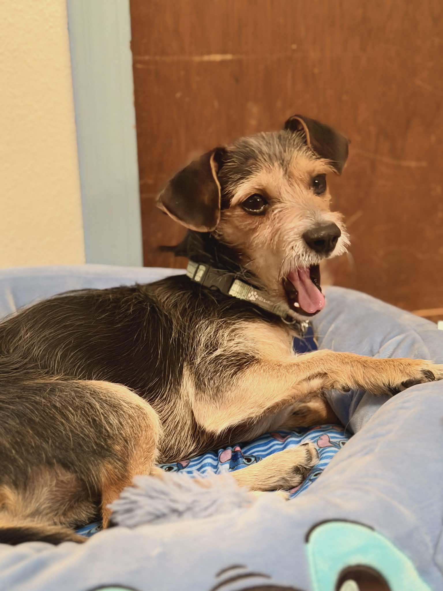 Enlarge Sullivan, a ADOPTABLE mixed breed in Fort Collins, CO image 5/5