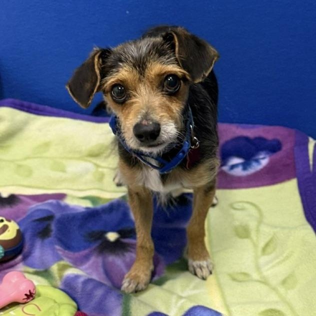 Enlarge Sullivan, a ADOPTABLE mixed breed in Fort Collins, CO image 1/5